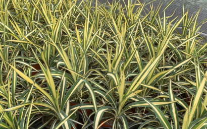 filament yucca varie